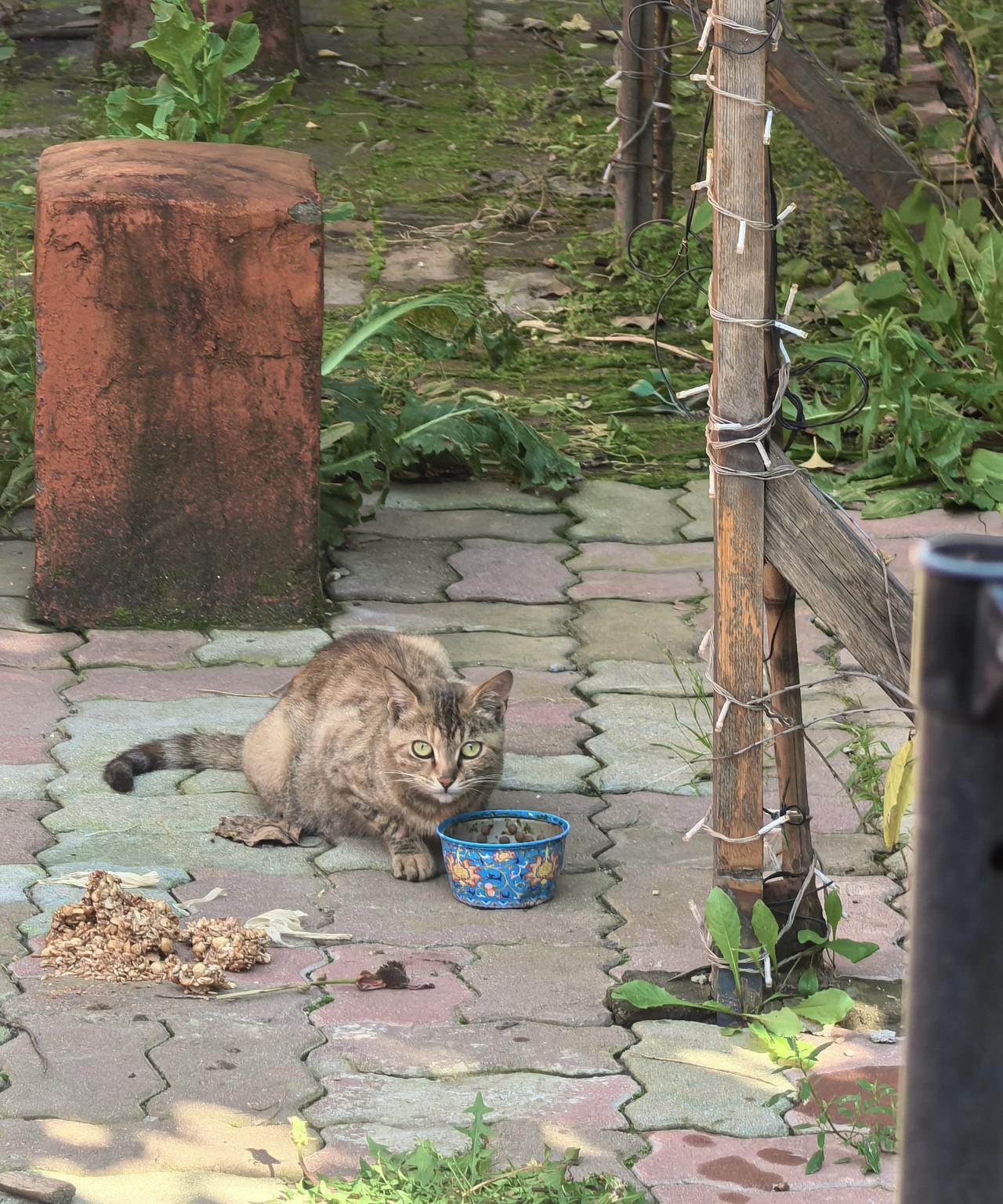 我住的是平房，院子里经常来一些流浪猫。于是我就从网上买了些猫粮，每