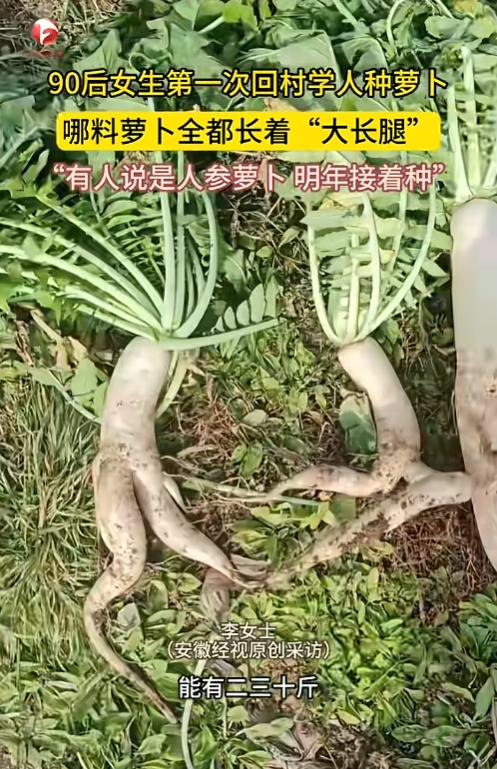 “开眼界了!”10月26日,辽宁丹东,一90后女生第一次回村学人种萝卜,谁知收萝