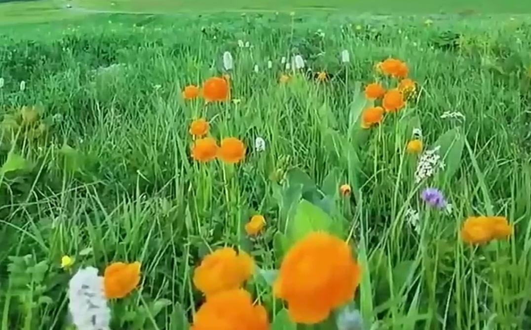 鹤岗为何变成当下的网红城市？鹤岗变成网红城市原因多样。曾经它是煤炭工业城市，