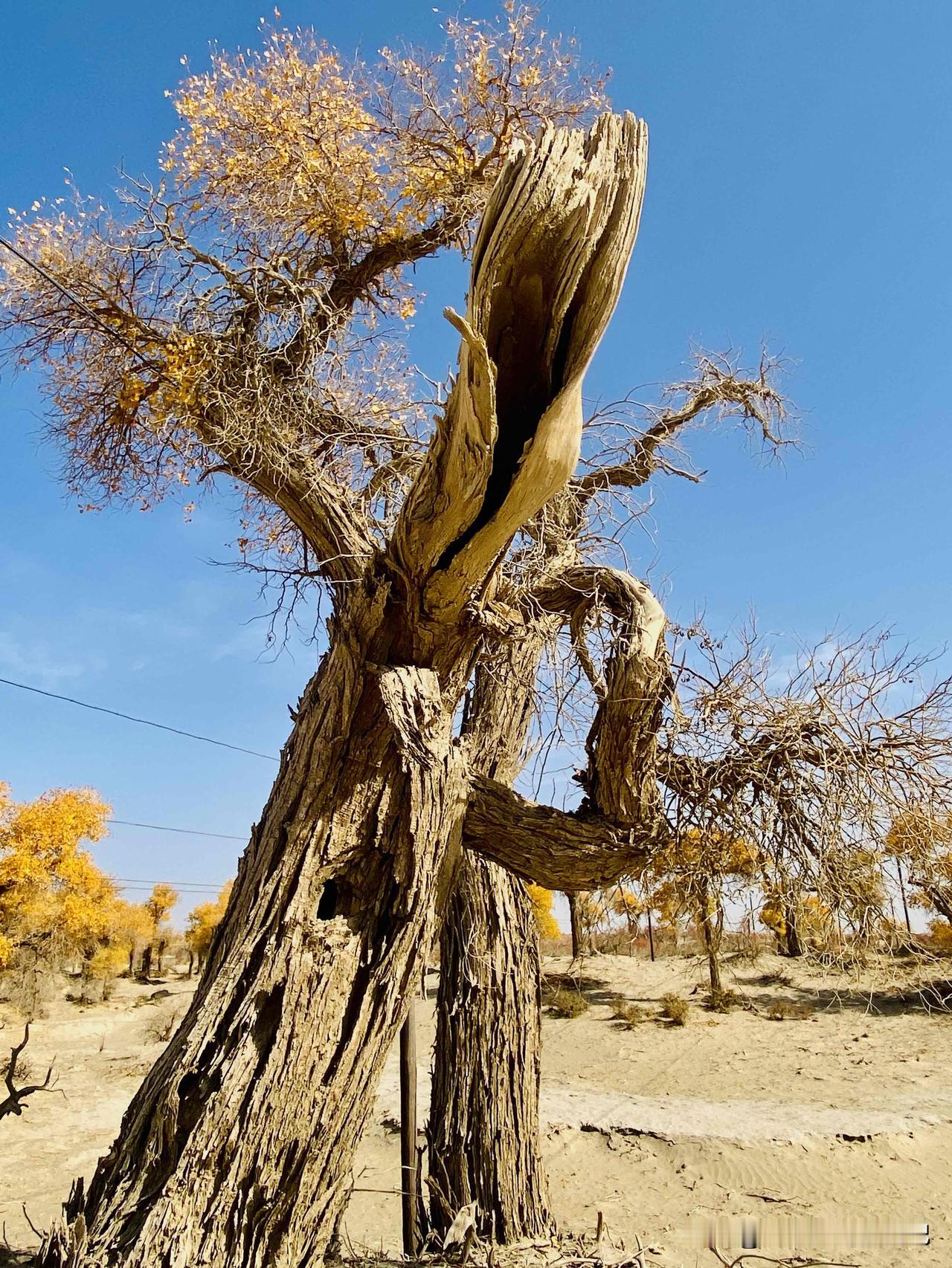 胡杨是世界上最古老的树种之一，已经在我们这个星球生存了1.3亿年。生存于荒漠