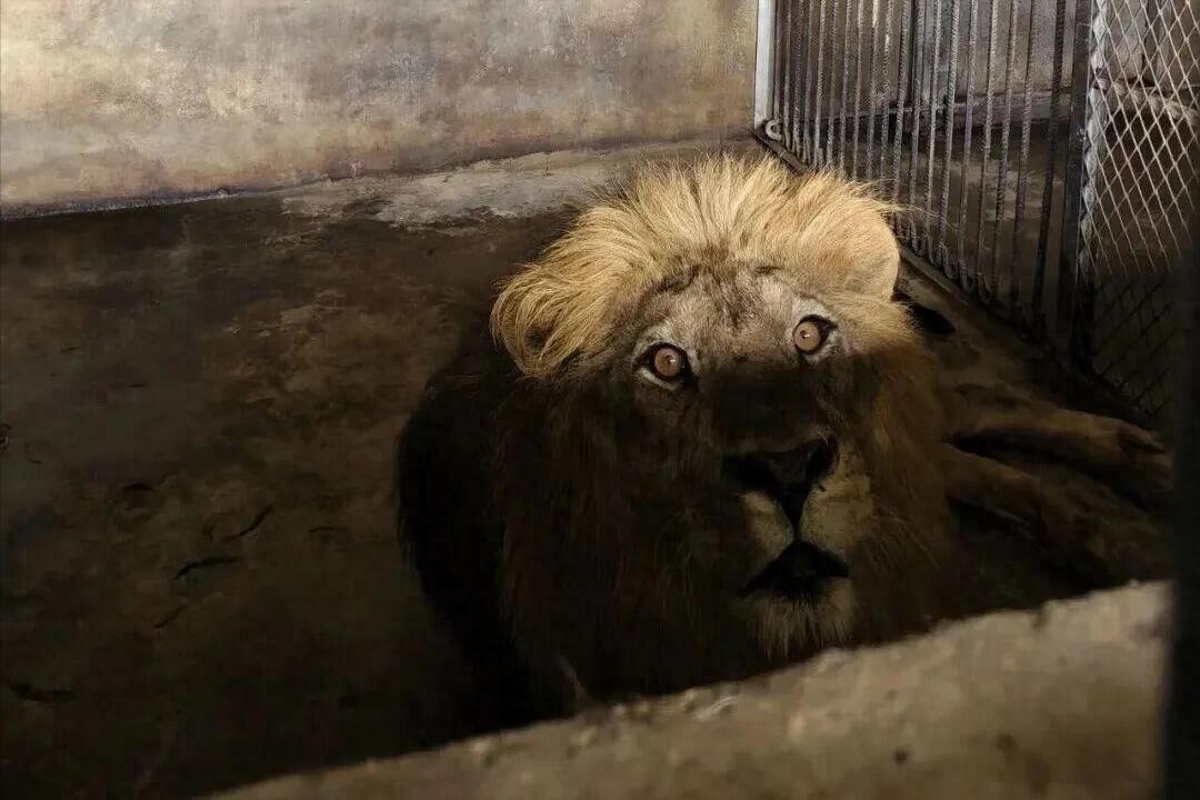 广西洪水突发，夫妻俩冒险将狮子、狗熊等猛兽锁入兽舍，避免猛兽出逃伤人。洪水退后7