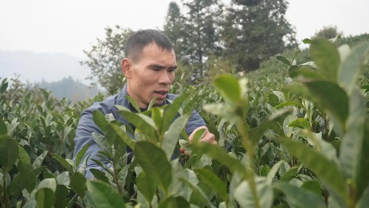 谢兴祥，侗族，黎平县水口镇智珍茶叶加工厂员工。他14岁开始从事茶叶种植相关工作。