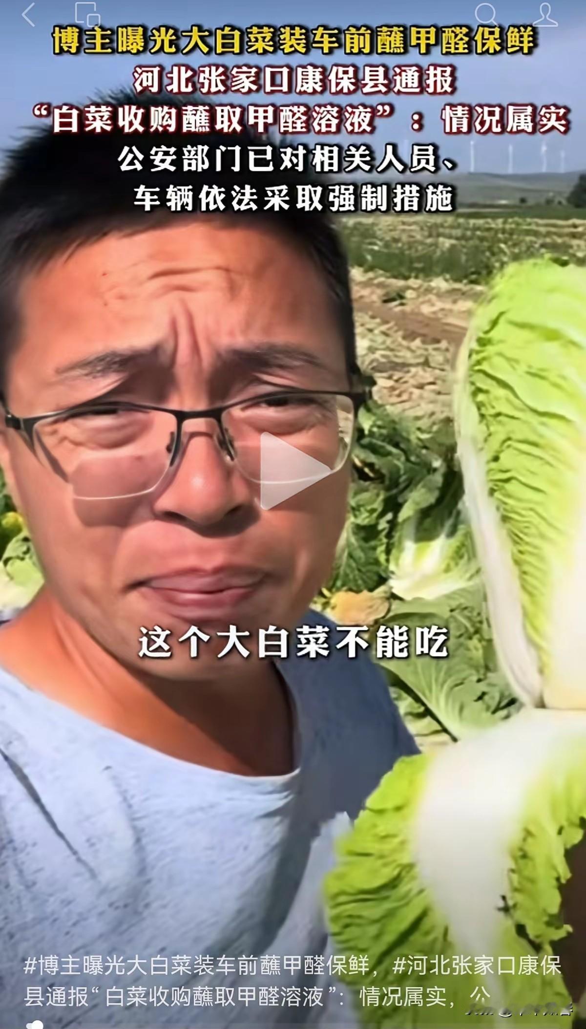 白菜收购商把康保县的老百姓坑苦了。河北省坝上地区的老百姓大多以种植蔬菜为生，这