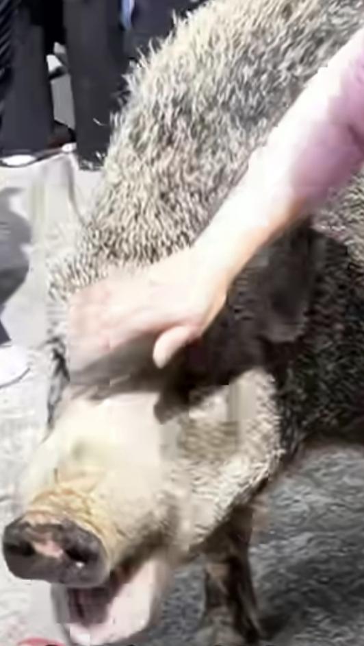 给300斤的野猪喂苹果