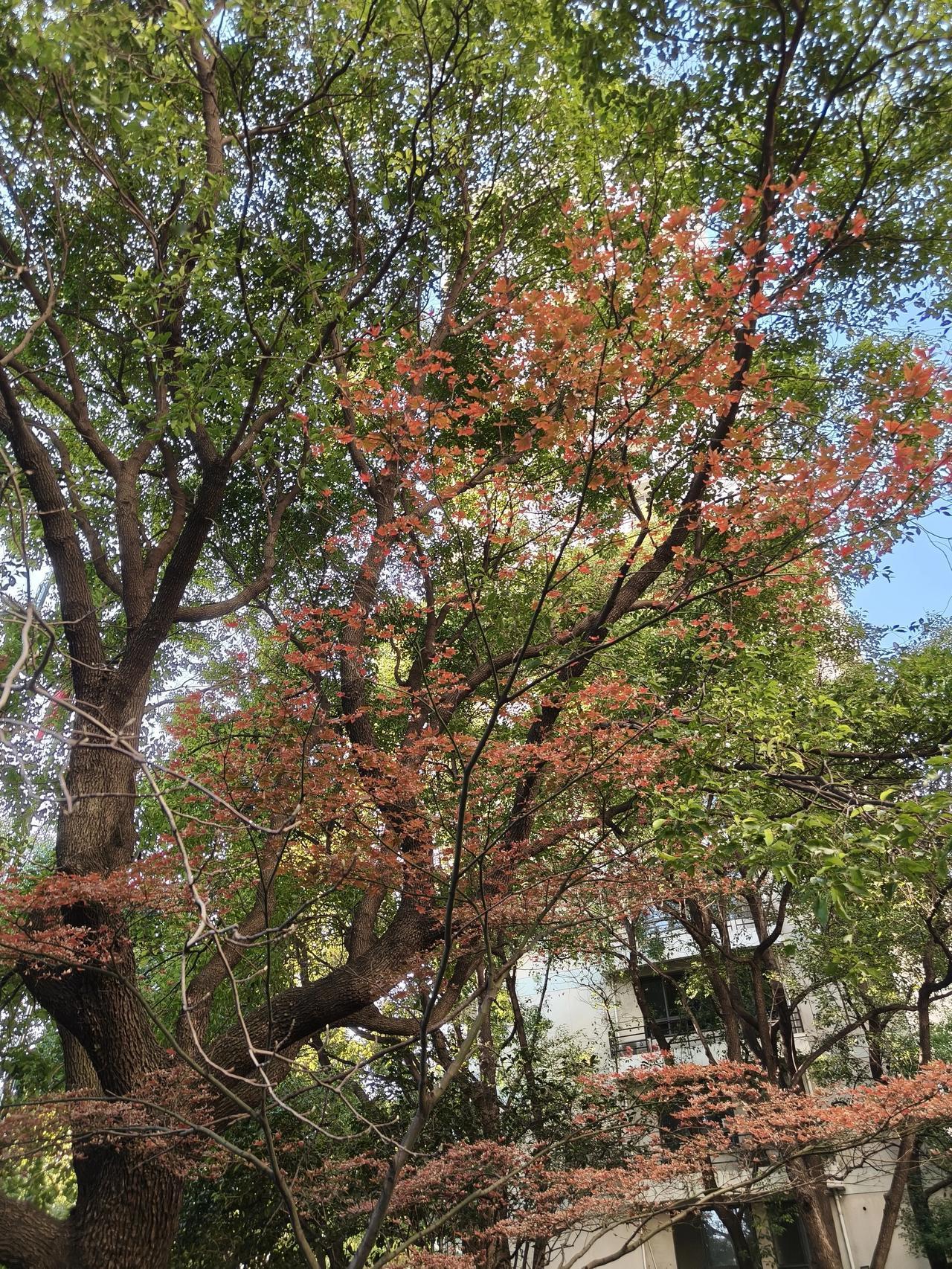 冬日美景随手拍分享！身边的风景随手拍～🌲🌲🍂🍂