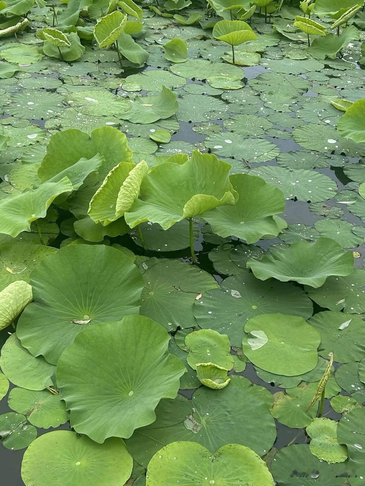 五律·小满吟怀节序麦初黄，南风垄上香。榴红燃夏色，荷翠试新妆。偏爱蛙声沸，