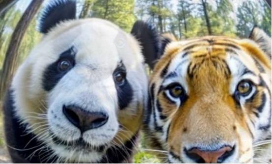 四川曾有老虎，为什么没吃大熊猫？一位65岁的护林员摇摇头说：“80%的人不知道，