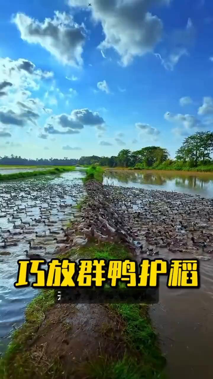 巧放群鸭护稻。为什么越来越多的人开始把鸭子放进稻田里？不是因为省事，而是因为效