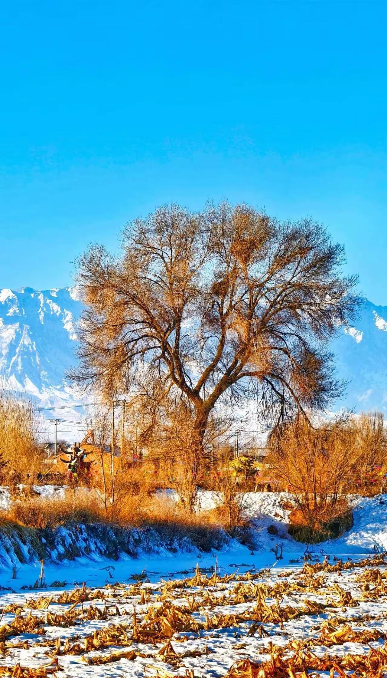 冬日暖阳下，孤树傲立雪原，远山如黛，静谧而美丽。