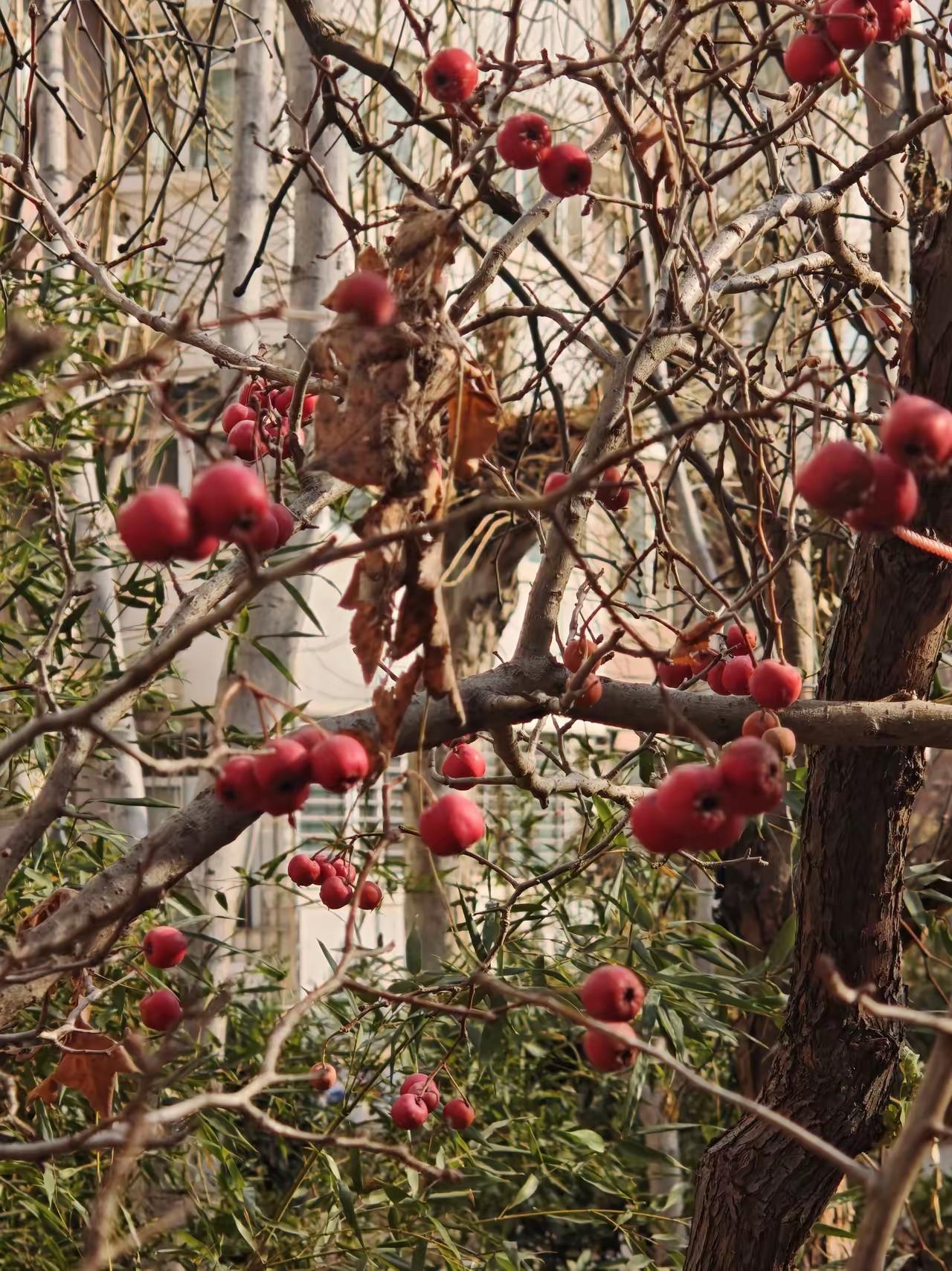 我哥哥终于彻底的释怀了。我56岁的哥哥，去年动用了一切家族资源，想劝动我在北京的