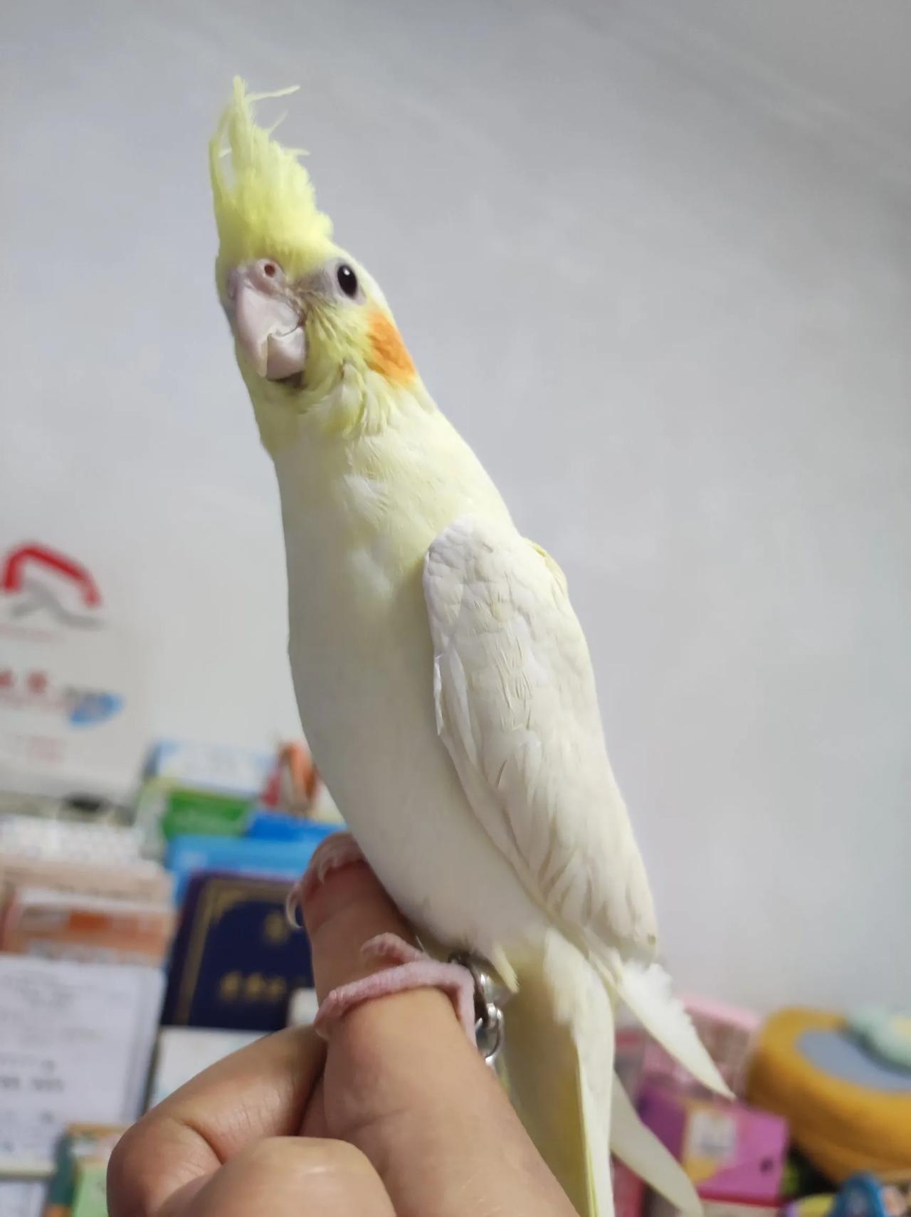 理性的说,大龄剩女能娶吗?大龄剩女分三种情况第一离异带孩子的大龄剩女最好