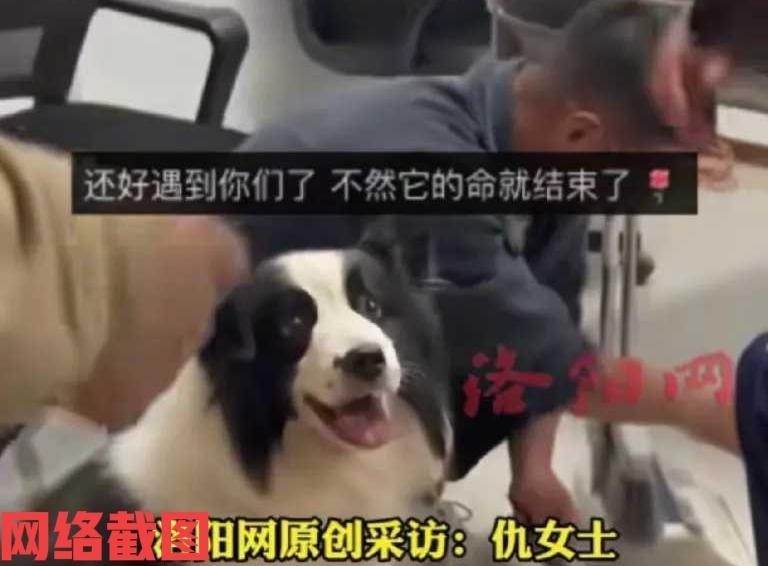 江苏苏州有女子在外吃饭。当女子在吃饭之际，忽闻有修理工要吃身边带着的边牧狗肉