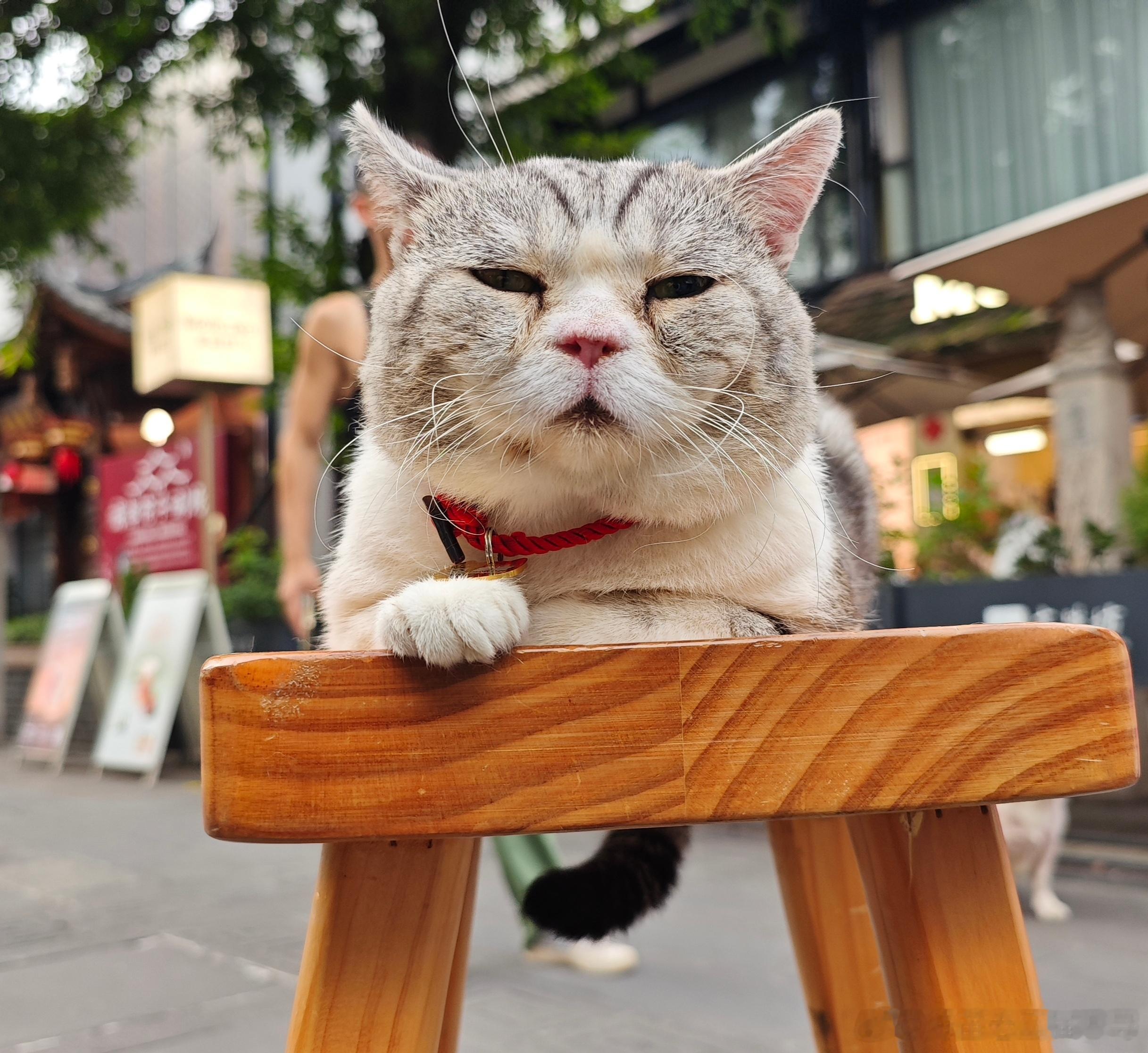 摄影听人们说，立秋后有24个秋老虎，说它太凶了。猫说，我没见过，但还是