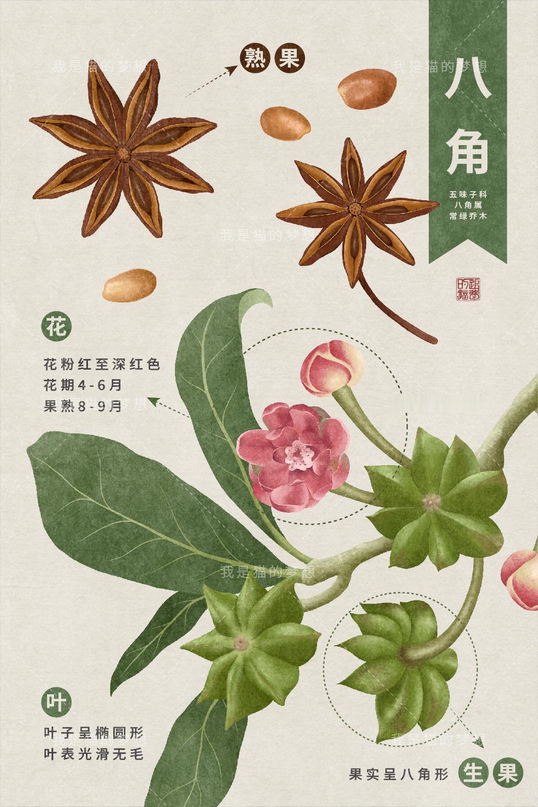 厨房常用的香料是哪些植物来的？