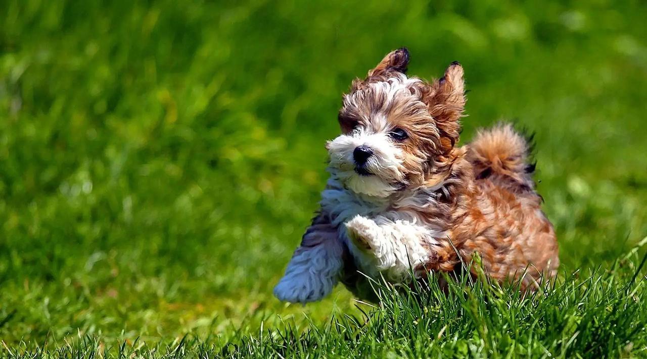 属猪朋友注意了，本周财运超旺，正财稳稳进账，能多攒一笔意外之喜！进入2026