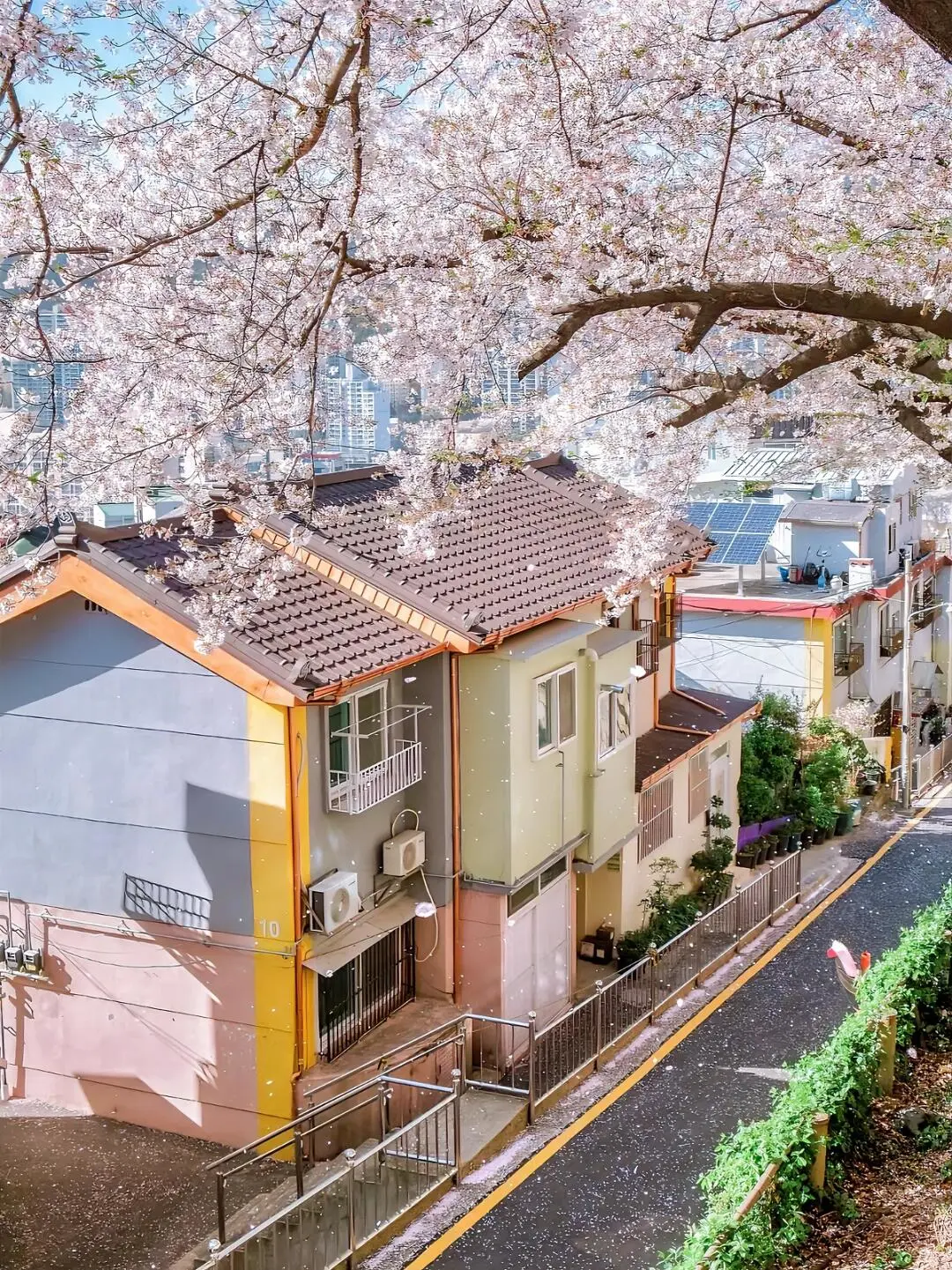 釜山&首尔🌸7个绝美赏樱拍照地｜街道+咖啡！