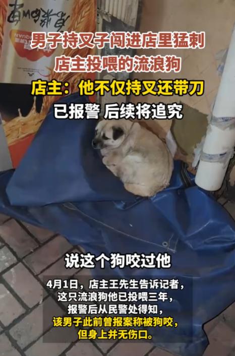 辽宁鞍山，一烧烤店老板默默投喂一条流浪狗3年，这条流浪狗也经常在店内的角落躺着。