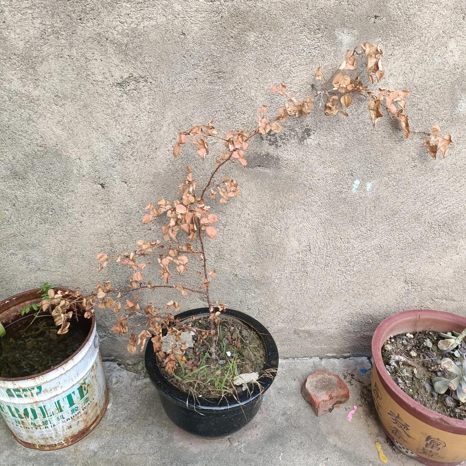 一次不经意的操作肠子悔青了！老妈让我把她那盆宝贝蔷薇花浇浇水，我就拿了一个刚用