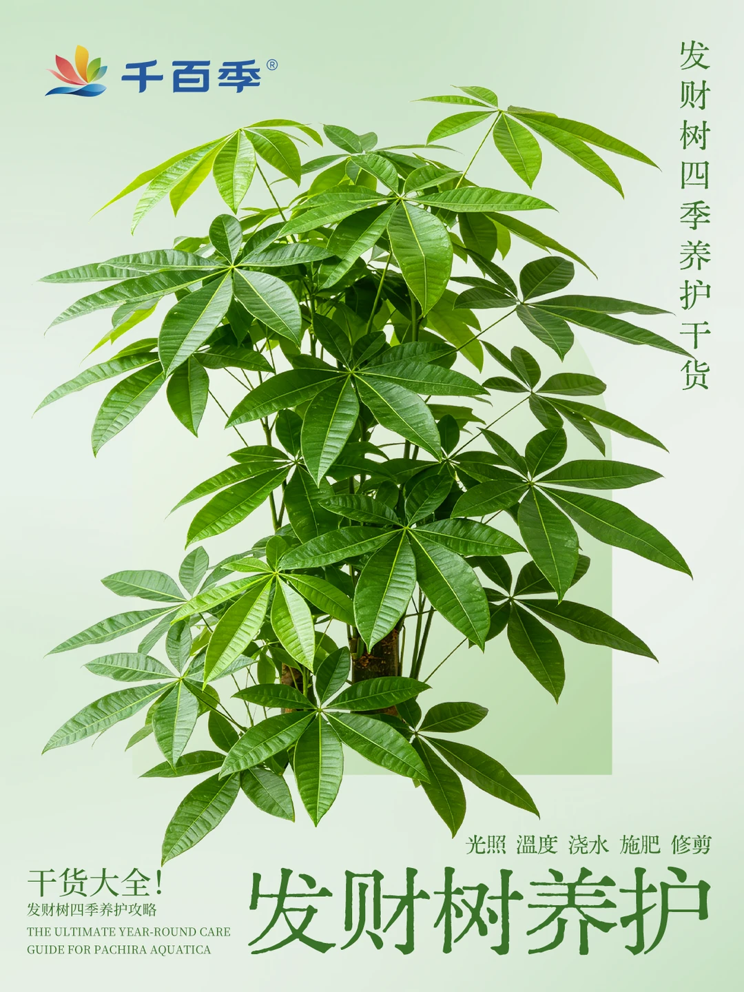 发财树四季养护｜春夏秋冬养护要点汇总