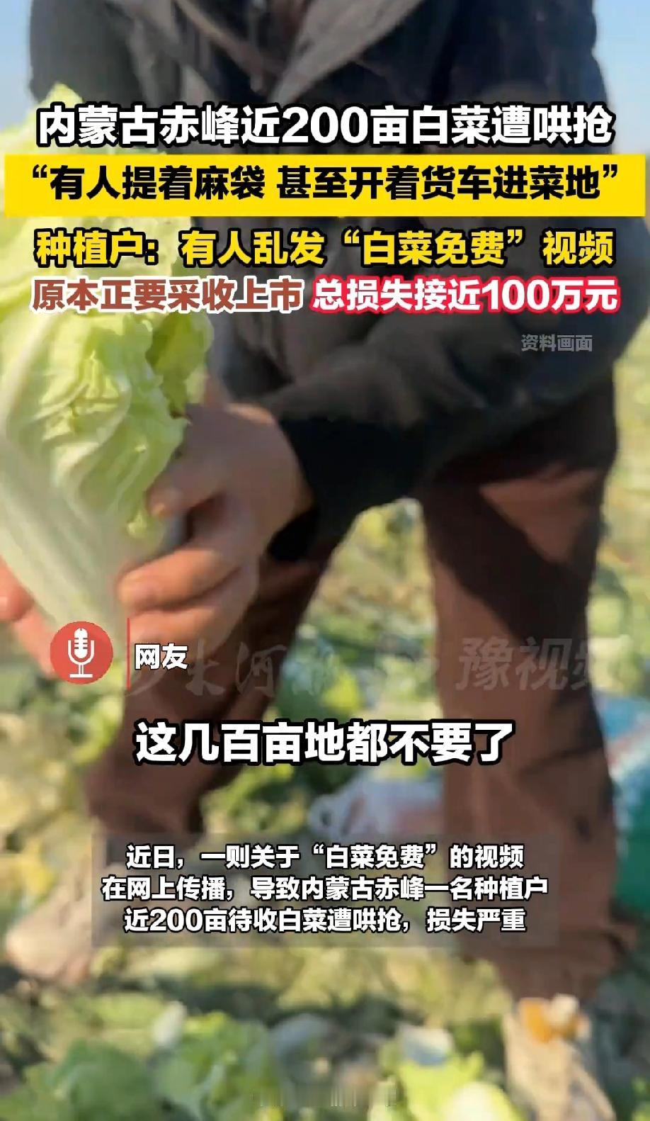责任算谁的？近日，一则关于“白菜免费”的视频在网上传播，导致内蒙古赤峰一名种植户