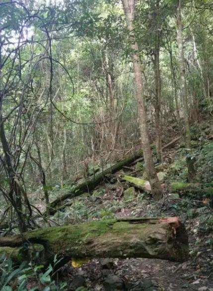 如果发生战争躲在山里安全吗？这么说吧，逃山者能十存七八，但逃湖者只能十存一二。往