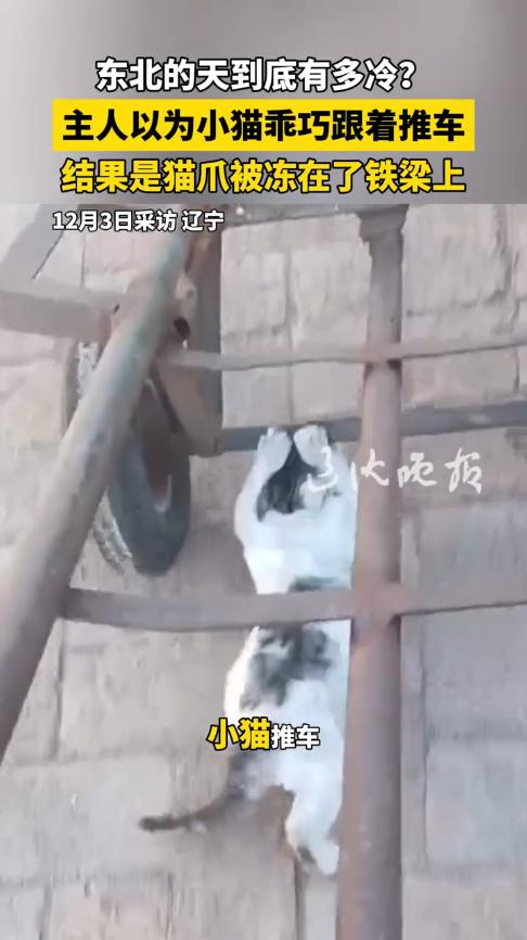 “高兴早了！”12月3日，辽宁沈阳，一男子用推车搬豆子时，没想到，经常投喂的流浪