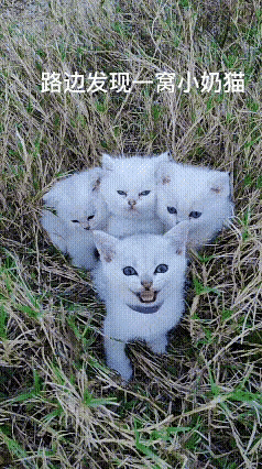谁懂啊！路边草窝撞见一窝蓝眼睛小奶猫，心都化了💙
