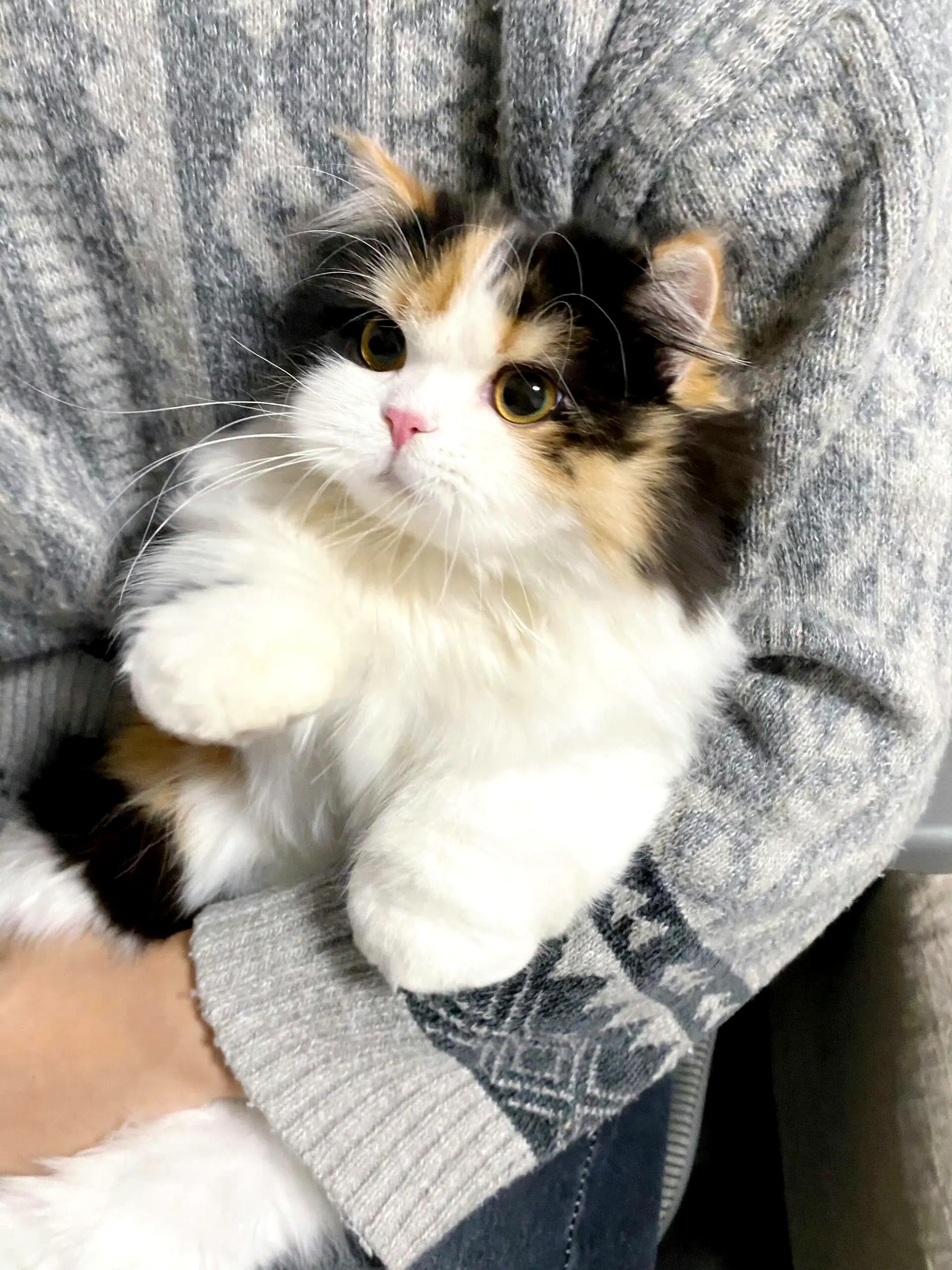 高冷小猫，好漂亮啊！