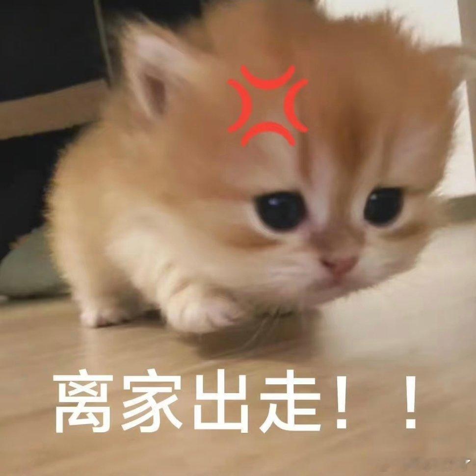猫咪表情包。