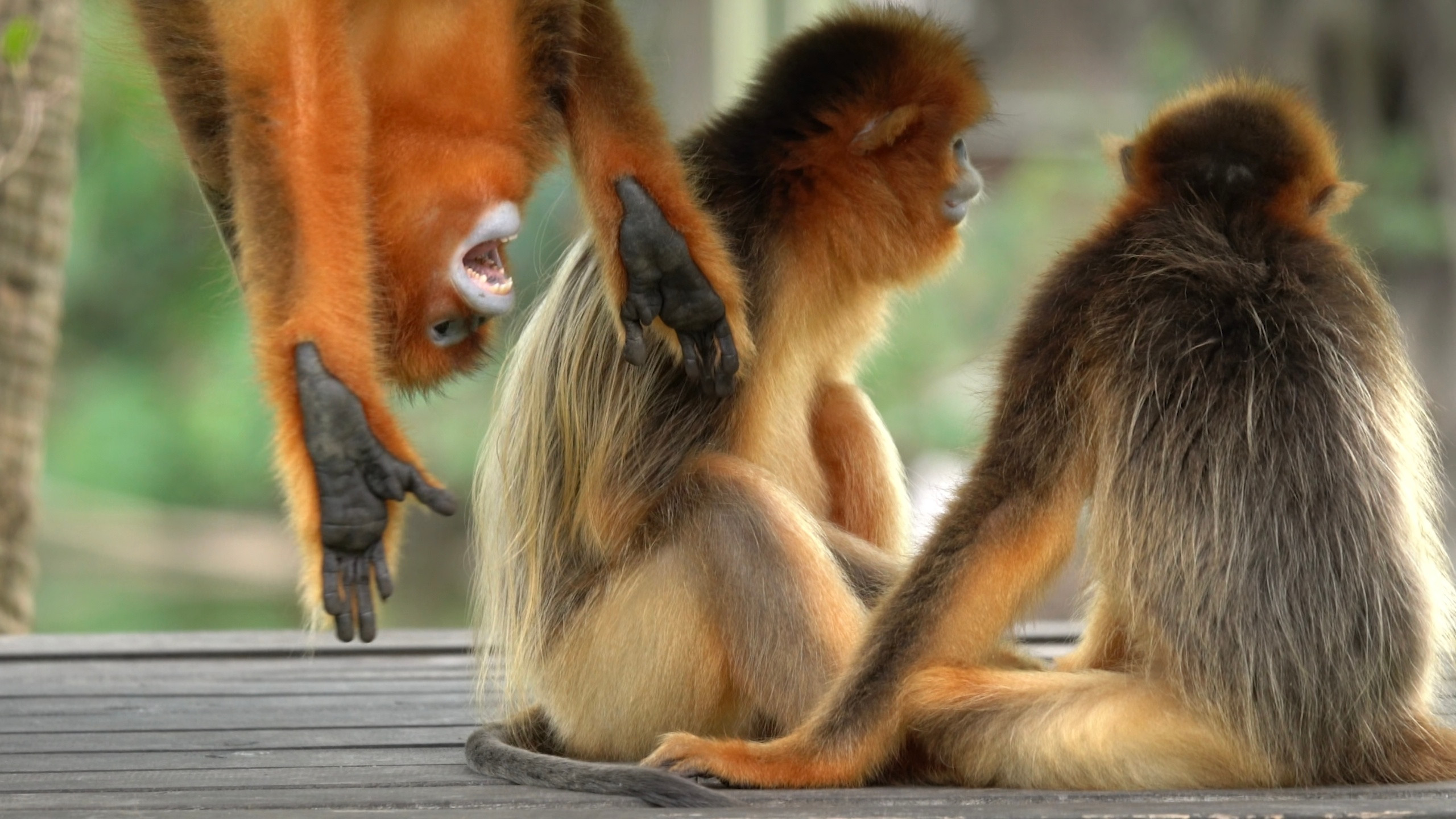 看，猴子🐒在打架