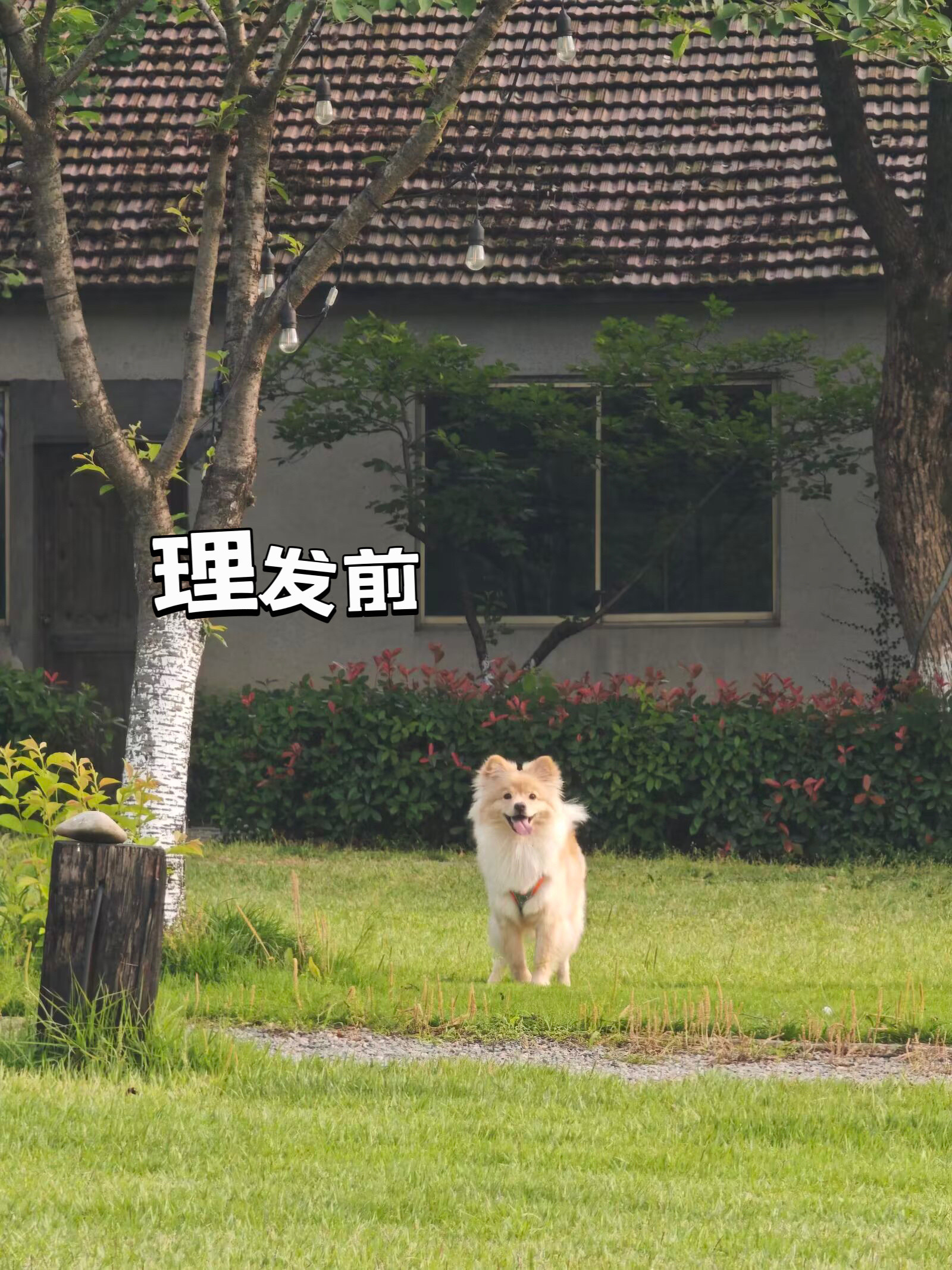 再说一遍来杭州别理发狗子也不例外​​​
