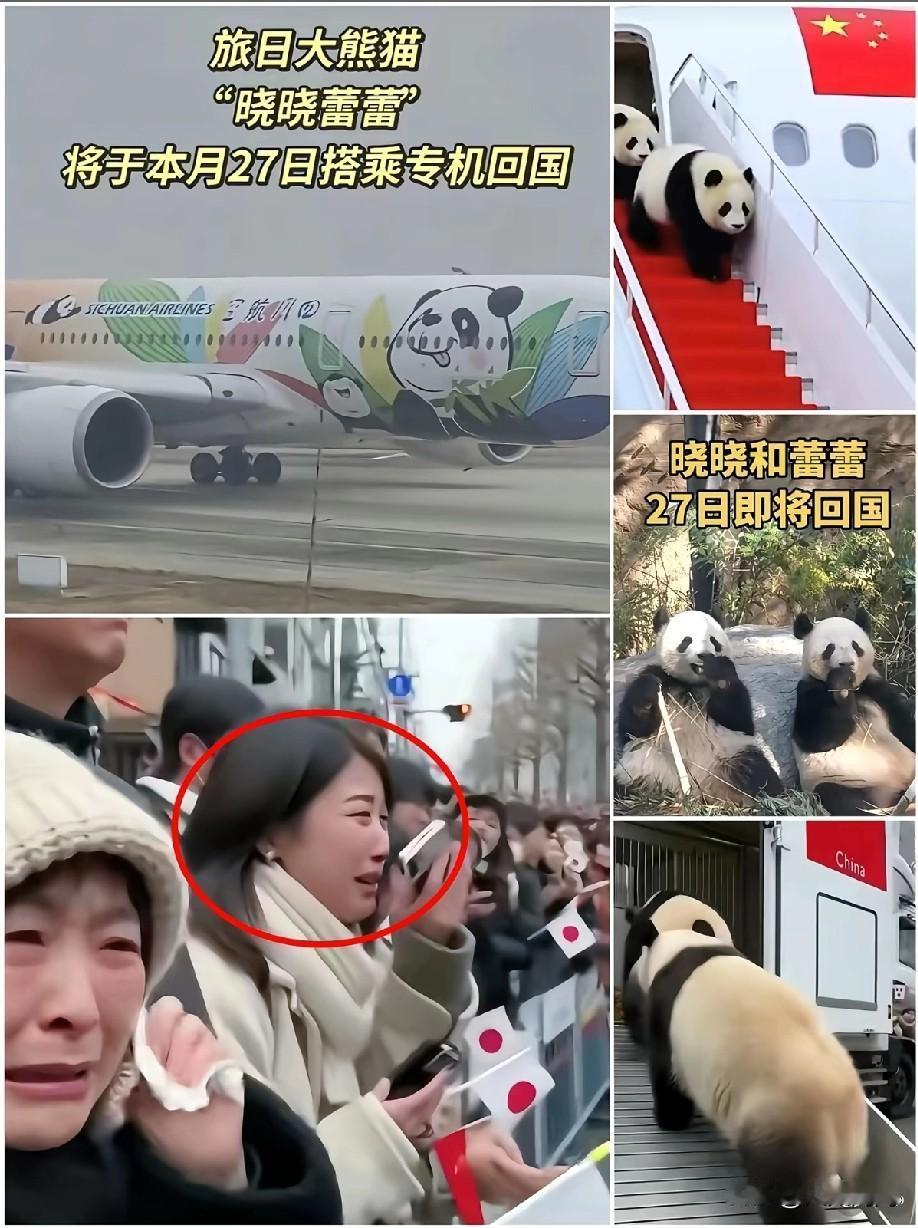 1月27日，上野动物园那一幕真让人看着五味杂陈这就是血脉里的东西，神奇的很