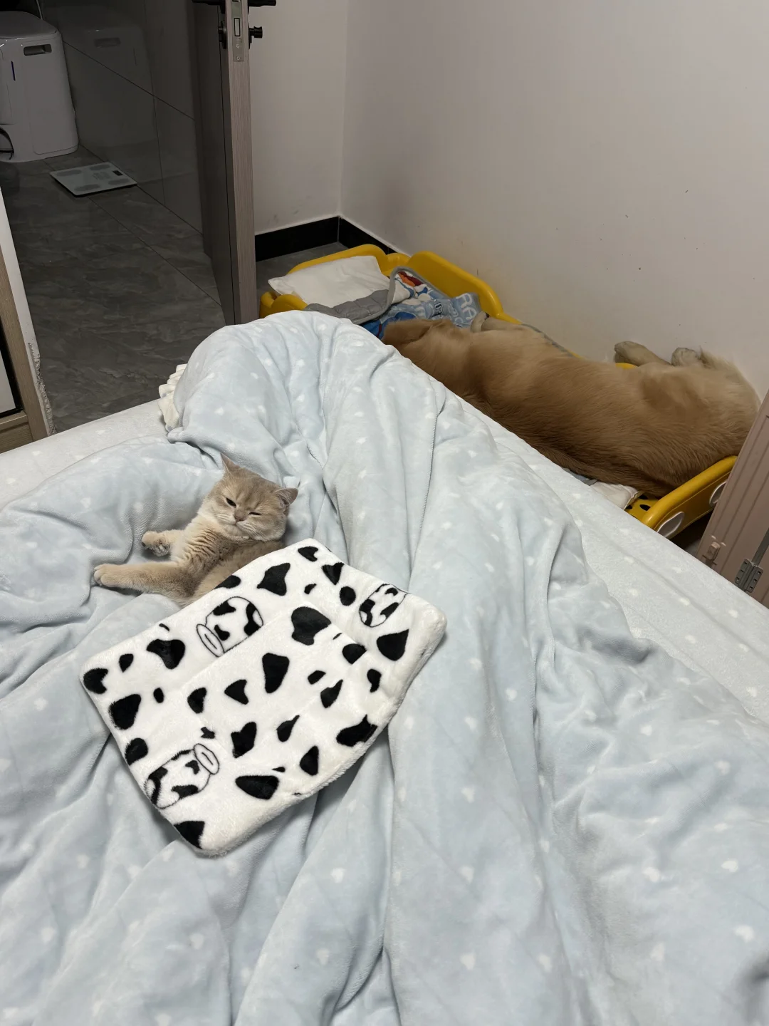 咪的天 我怀疑你俩是一个妈生的