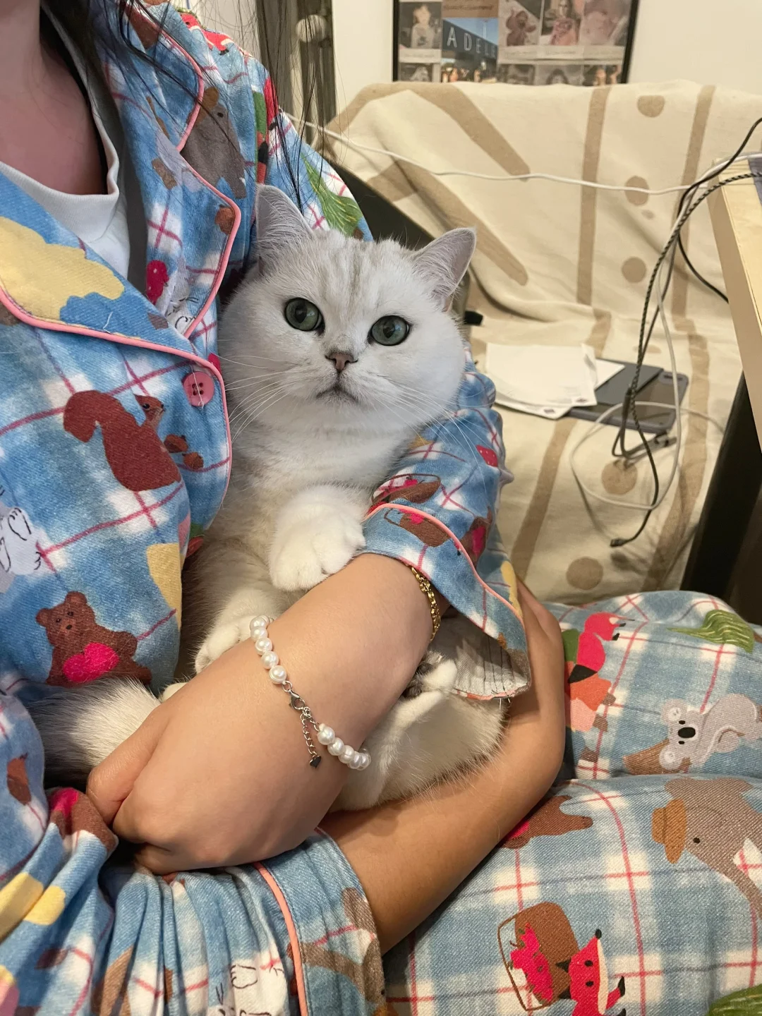 猫咪占据人类怀抱