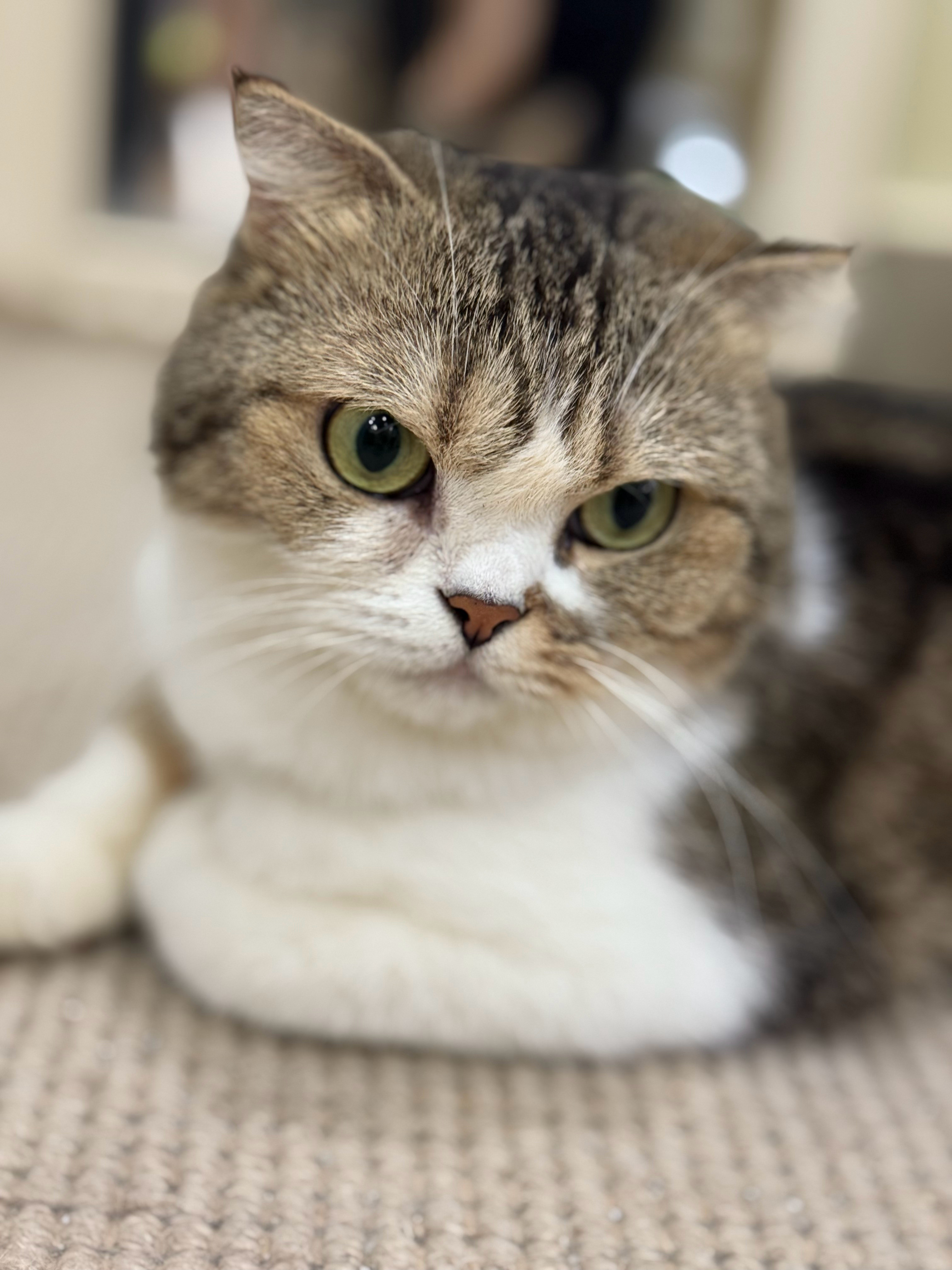 发一个三条腿的大美女！猫咪