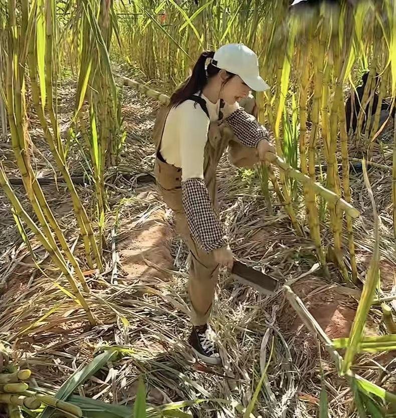 胡静五一回家乡砍甘蔗熬红糖！富豪老公在旁边拍照，熬红糖烫嘴那一下，笑出声了