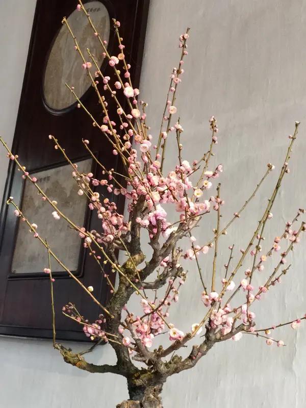 谁说苏州不配有国际机场，推行苏南太湖国际机场品牌确实可行。现在网上调侃苏州没有机