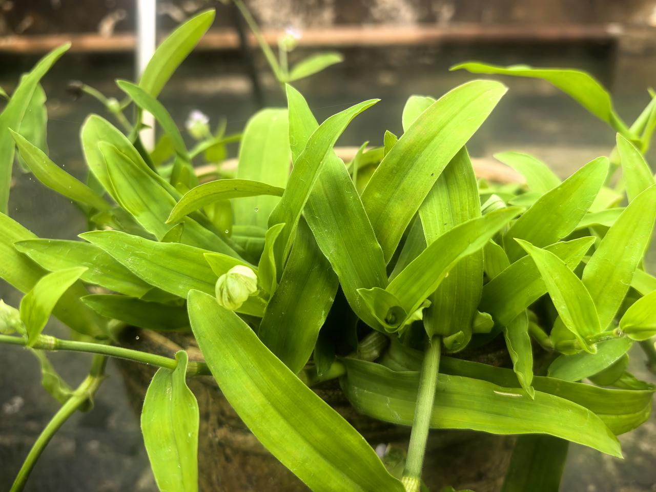 广州连日细雨绵绵，我从乡下移栽回来的痰火草，在雨水滋润下悄悄绽放了。原本只