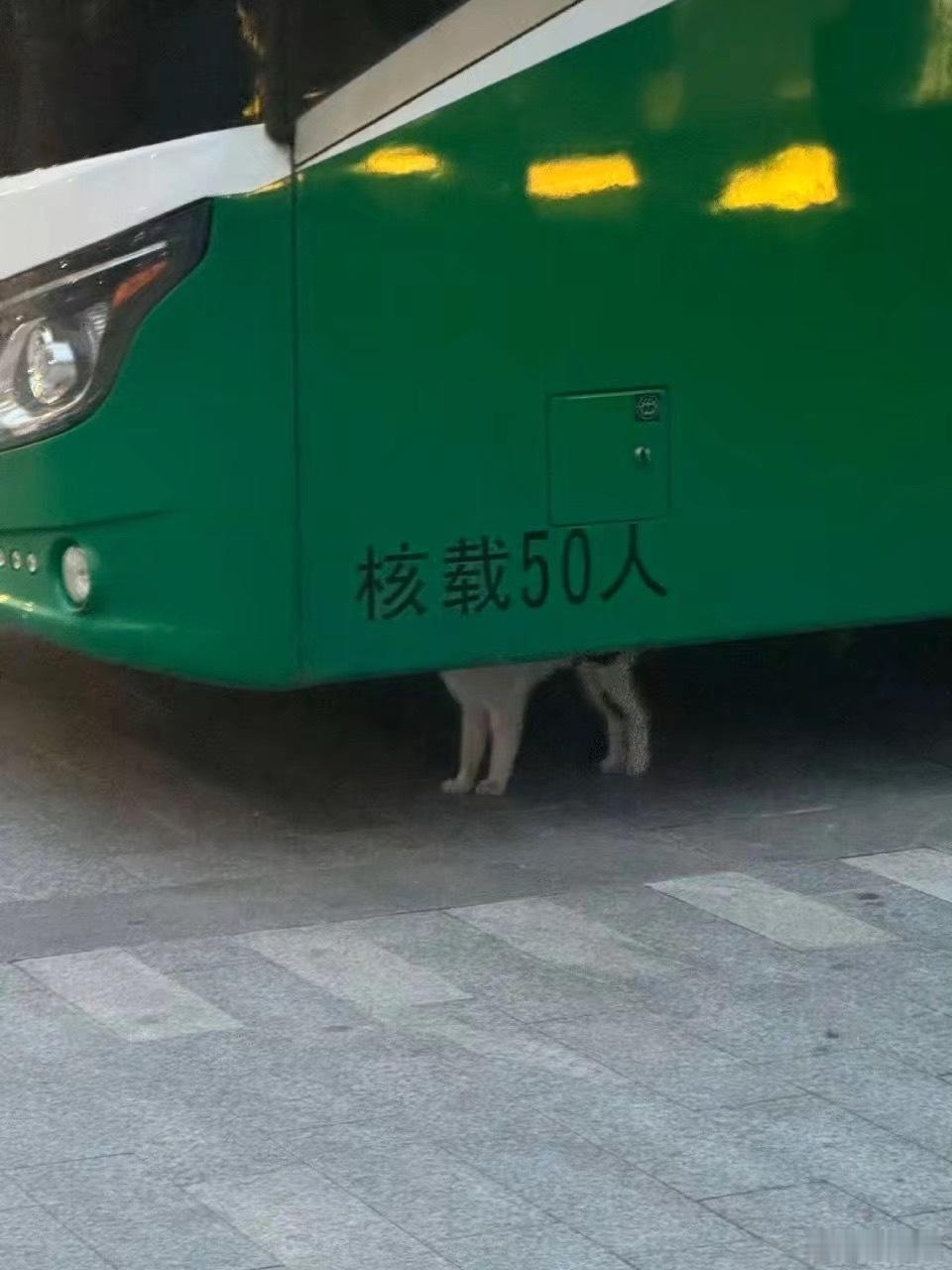 一只猫承载了50个人