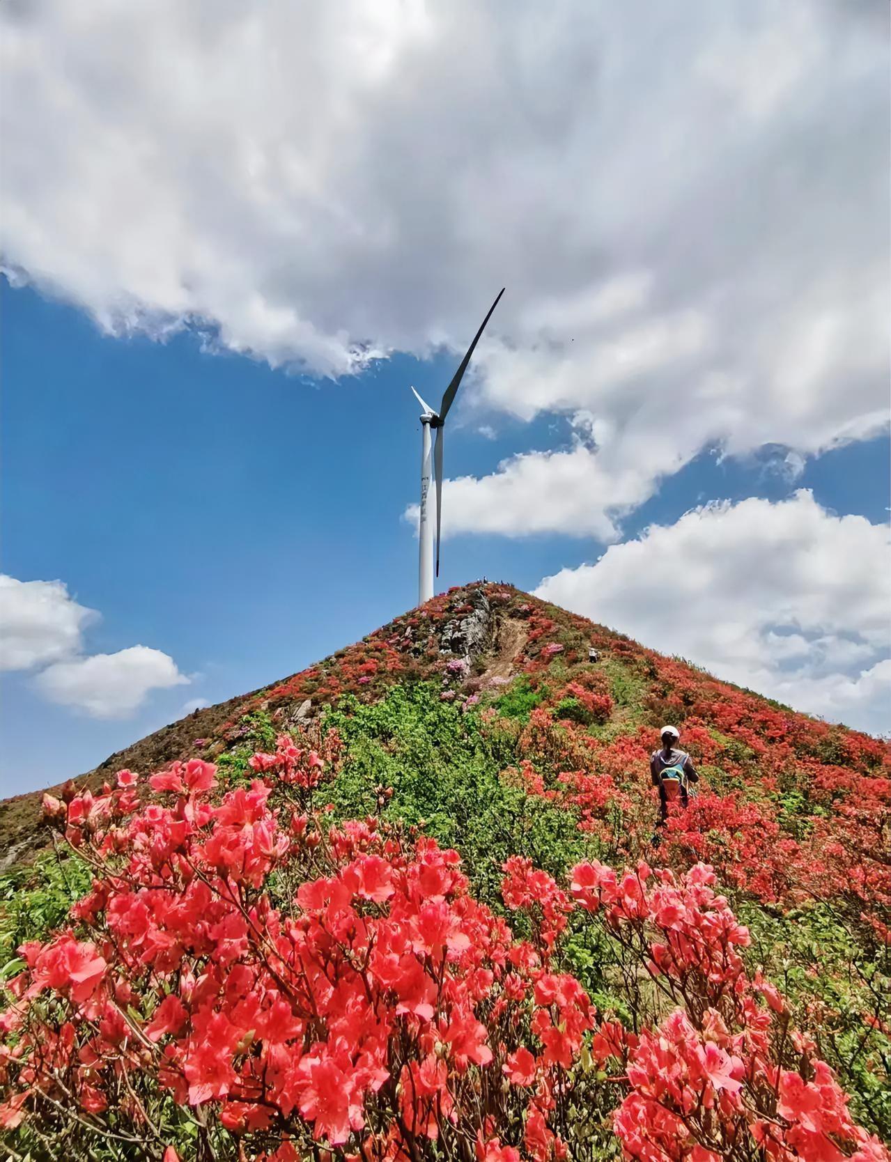 哇，井冈山的杜鹃花开了，满山遍野的花浪也太治愈了吧！