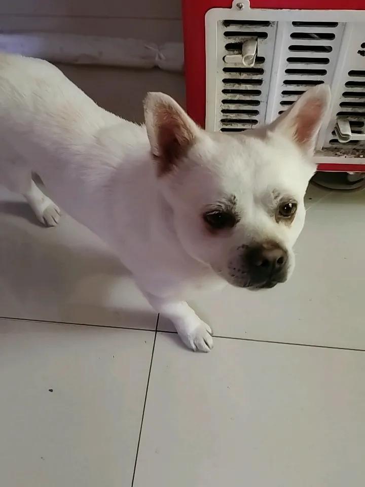 狗狗嗅觉远超人类，为啥再臭的味道它都毫无感觉？生活中大家都发现一个有趣现象