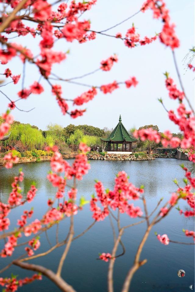 花期易逝，莫错过无锡鼋头渚春日邀约～​​​