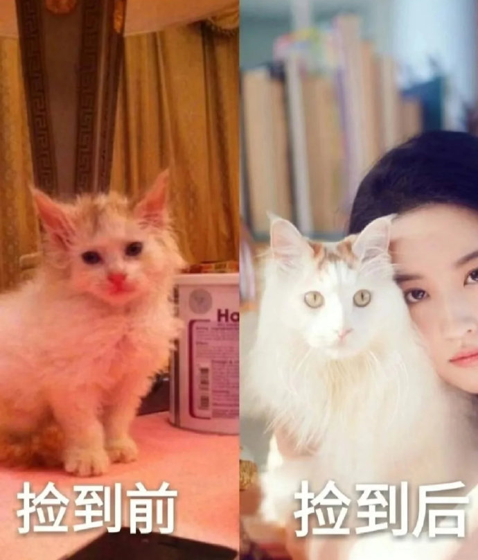 刘亦菲把流浪猫养成了自己的样子，仙女喵！​​​