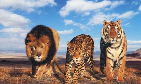 1946年，英国人为了证明狮子比老虎更强，就将一头雌虎和一头雄狮，一起锁到地牢里