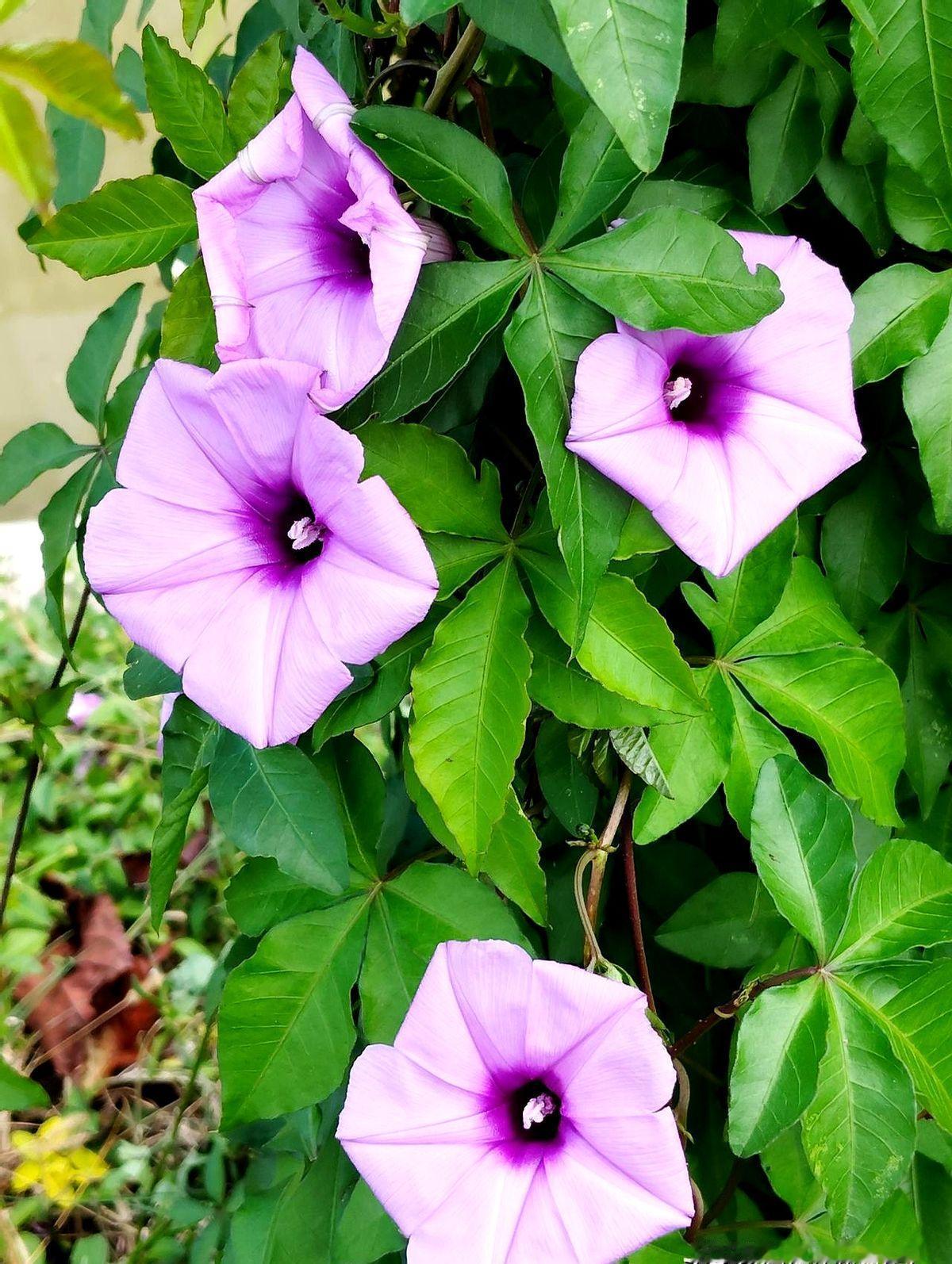 是因为早餐和二宝吃了三年包子馒头把腰围吃成112斤，作者没怪孩子，先怪自己没