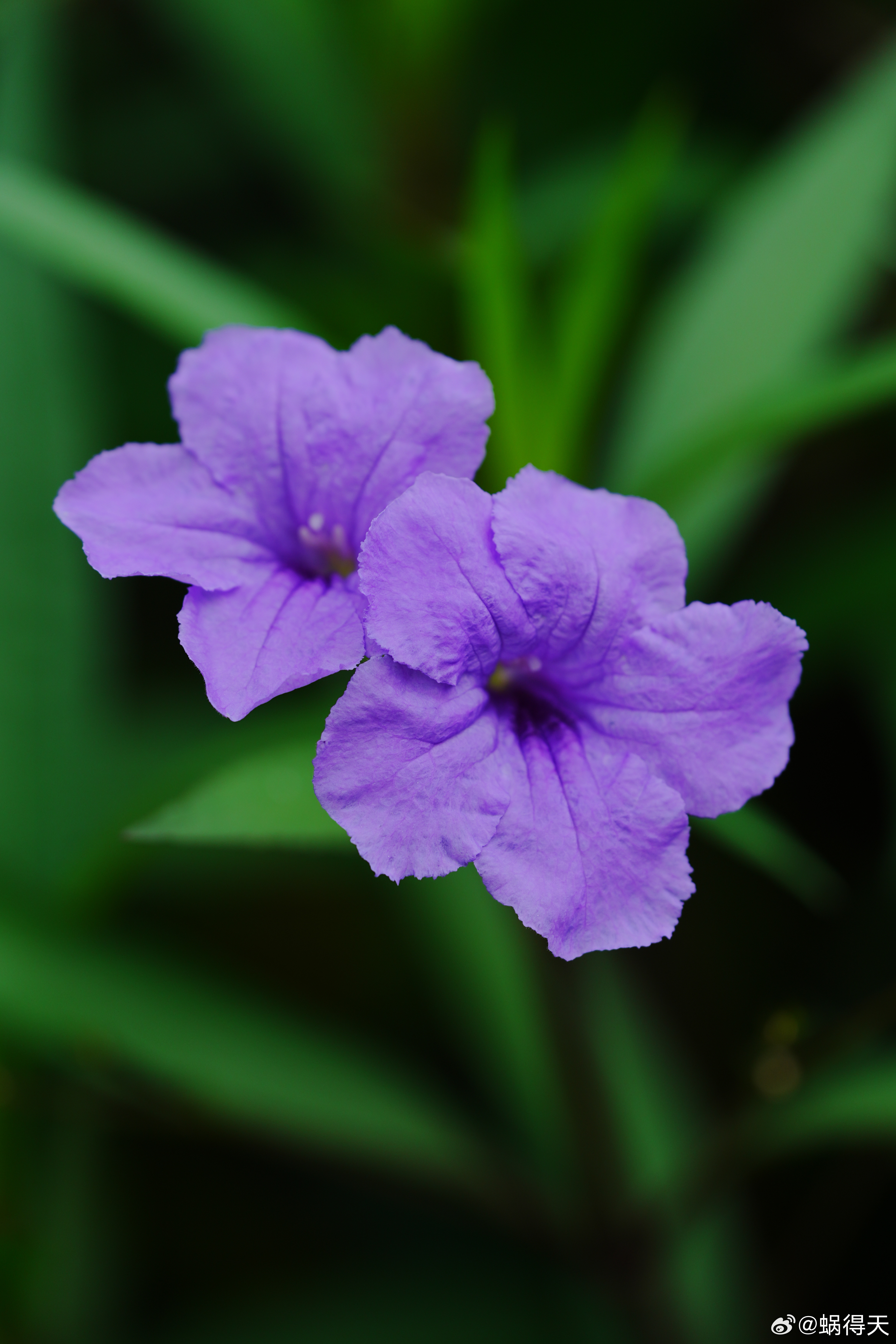 蓝花草，公园里常见的花卉。蜗的摄影日记花卉