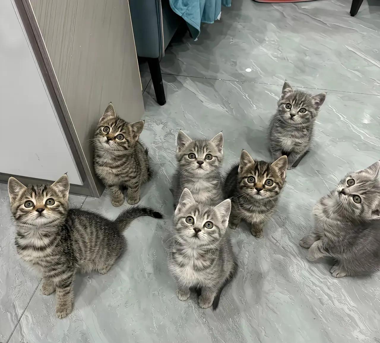 狸花猫的颜值真是田园猫里的凯迪拉克啊[墨镜]长的个个一模一样一个比一个精神