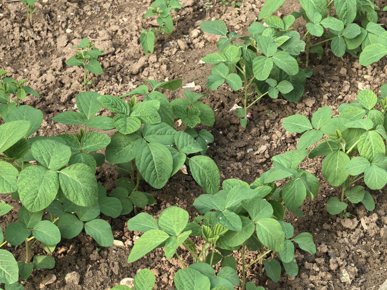 农户食物生产的双轨制现象：农户用专门的小块土地生产自己吃的食物，所用技术即我们长