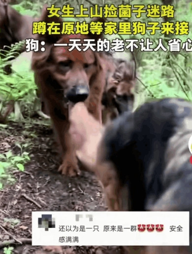 女生上山捡菌子迷路蹲在原地等家里的狗子来接