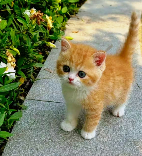 我被一只小奶猫，套路了！